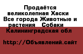 Продаётся великолепная Хаски - Все города Животные и растения » Собаки   . Калининградская обл.